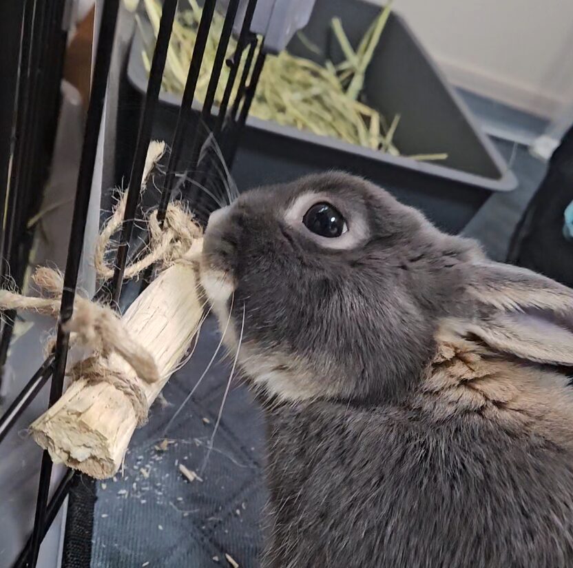 サトウキビをかじる